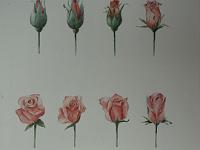 PICT2140  Opbouw roos in bloei, aquarel, 33x43 cm, ingelijst 50x60 cm