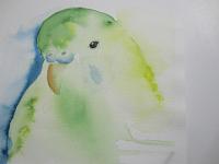 IMG 1916  Parkiet, aquarel, 22x21 cm