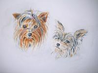 IMG 2237  Niet te koop - eigen honden