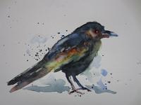 IMG 2687  Kauw in kleur, aquarel, 24x19 cm