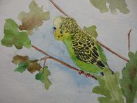 IMG 4243  Grasparkiet, aquarel, 22x21 cm