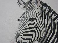 IMG 4331  Zebra, aquarel, 18x25 cm