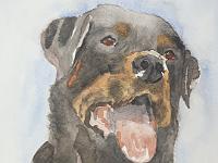 PICT2143  Rottweiler, aquarel, 18x18 cm