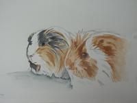 PICT2145  Niet te koop-Eigen cavia's, aquarel, 35x26 cm, ingelijst 53 cmx43 cm